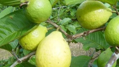 فوائد ورق الجوافة للصحة