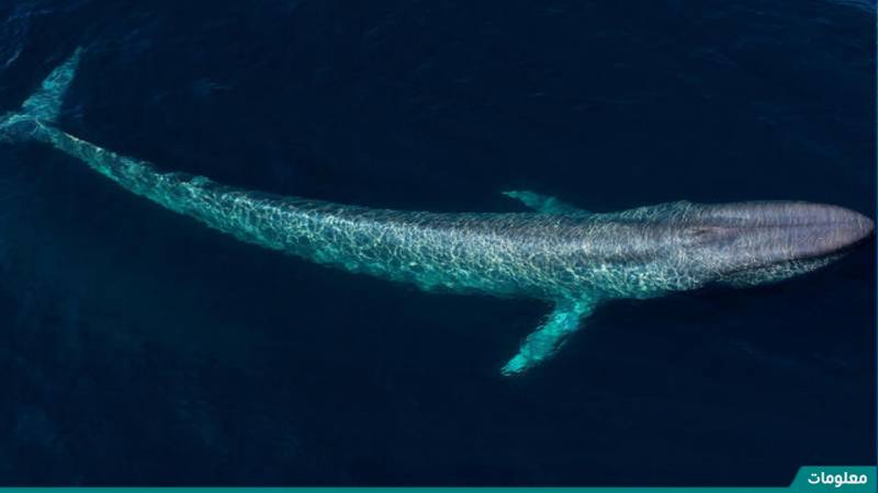 ٩٠ مولود الازرق يزداد الحوت وزن حوالي يزداد وزن