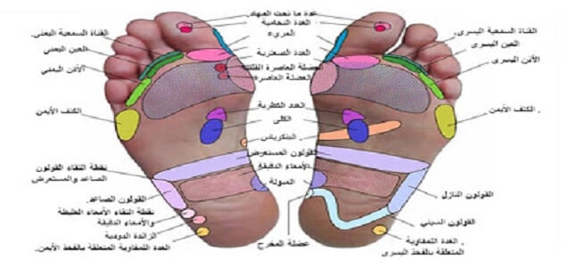 اصابع القدم وعلاقتها باعضاء الجسم