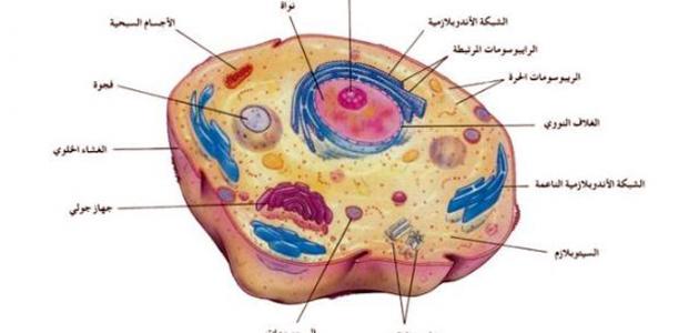 موجوده المعلومات الوراثيه للخليه في الحيوانيه اين توجد