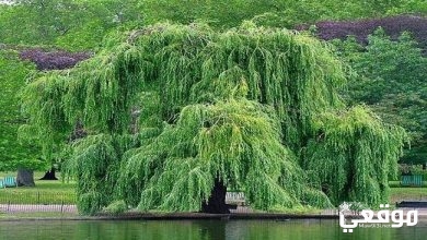 شجرة تنمو بالقرب من المياه