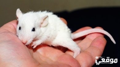 تفسير حلم بالفئران البيضاء في المنام
