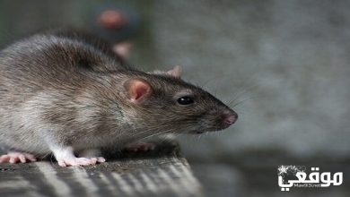 تفسير رؤية الفأر الرمادي في المنام وقتله