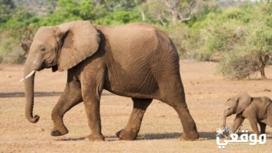 تفسير رؤية الفيل في المنام