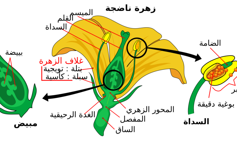 ما هو الجزء الذي ينتج حبوب اللقاح في الزهرة