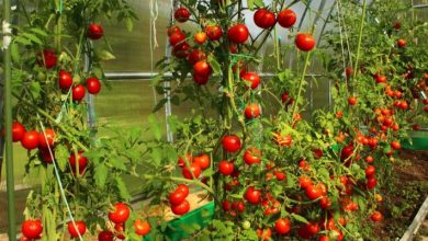 معلومات عن زراعة الطماطم في البيت المحمي