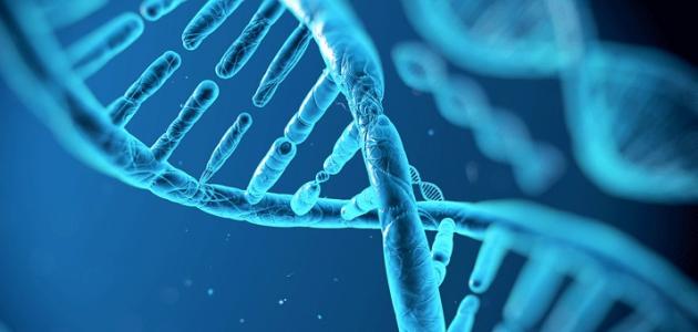 كم عدد السلاسل في الحمض النووي RNA