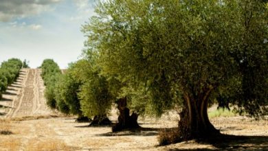 مقالة عن الاهمية الاقتصادية والغذائية والبيئية لشجر الزيتون