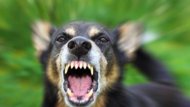أعراض عضة الكلاب المسعورة خطيرة جدا