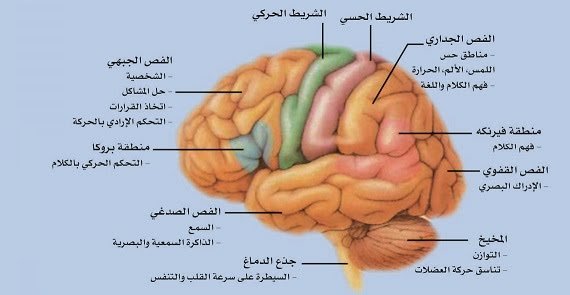 وظائف الدماغ: العمليات المعقدة داخل رؤوسنا