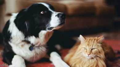 تفسير رؤية الكلاب والقطط في المنام
