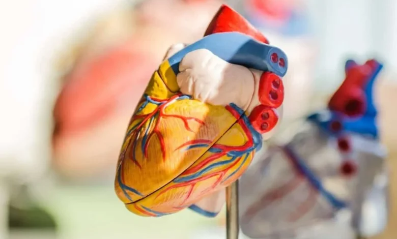 أهمية الوقاية من النوبة القلبية 10 نصائح لحماية قلبك