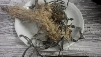 تجربتي مع عشبة رجل الأسد لزيادة فرص الحمل