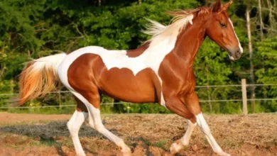 تفسير الحصان الميت في المنام وهل هي خير أم شر