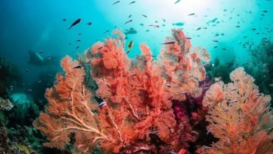 ما هو الكالسيوم المرجاني وأهم مصادره