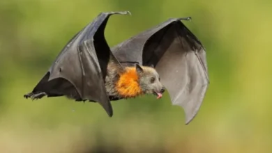 طائر الخفاش يلد ام يبيض